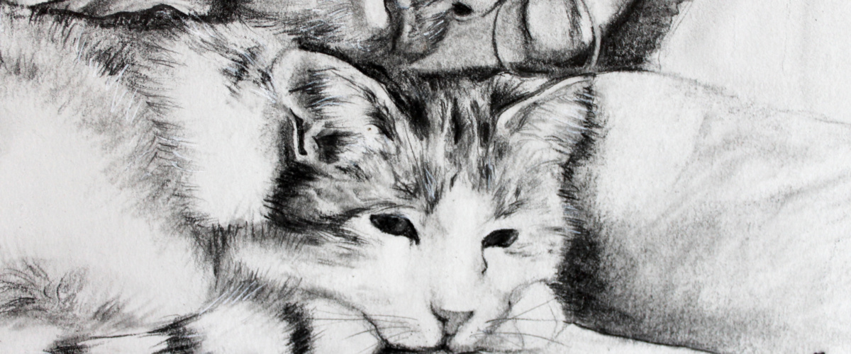 Micio instabilcat – Katze zum Geburtstag [Portraitzeichnung]