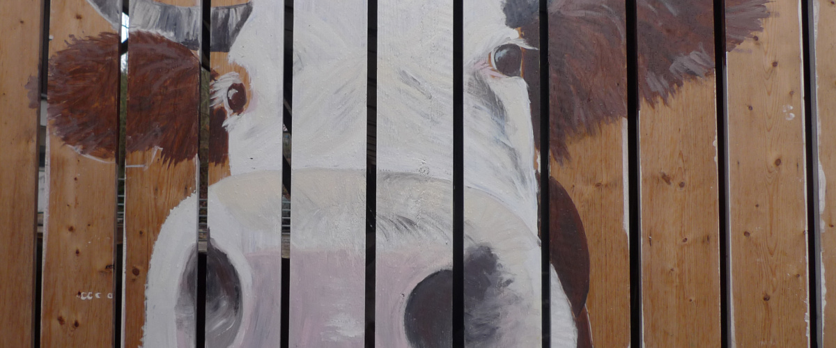 Neugierige Kuhdame begrüsst Besucher auf dem Bauernhof [Wandmalerei]