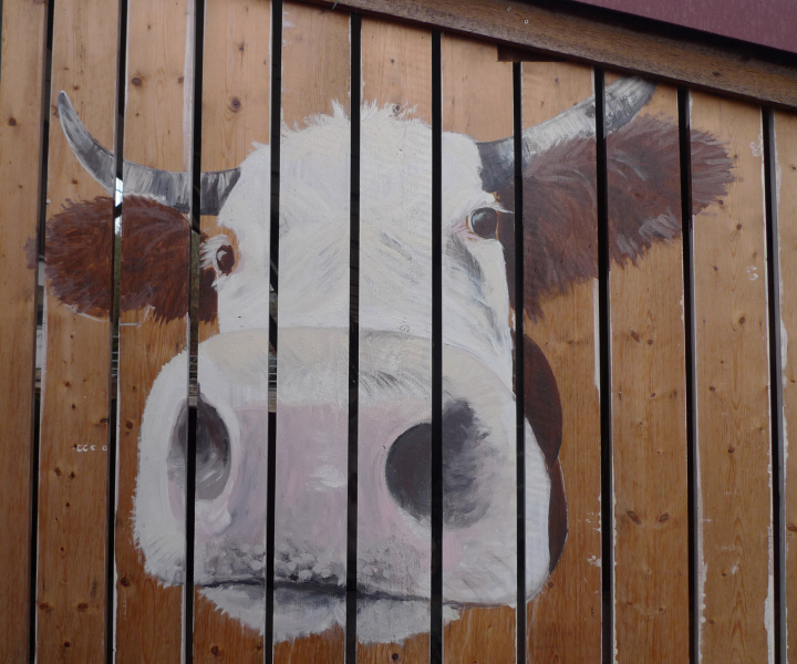 Neugierige Kuhdame begrüsst Besucher auf dem Bauernhof [Wandmalerei]